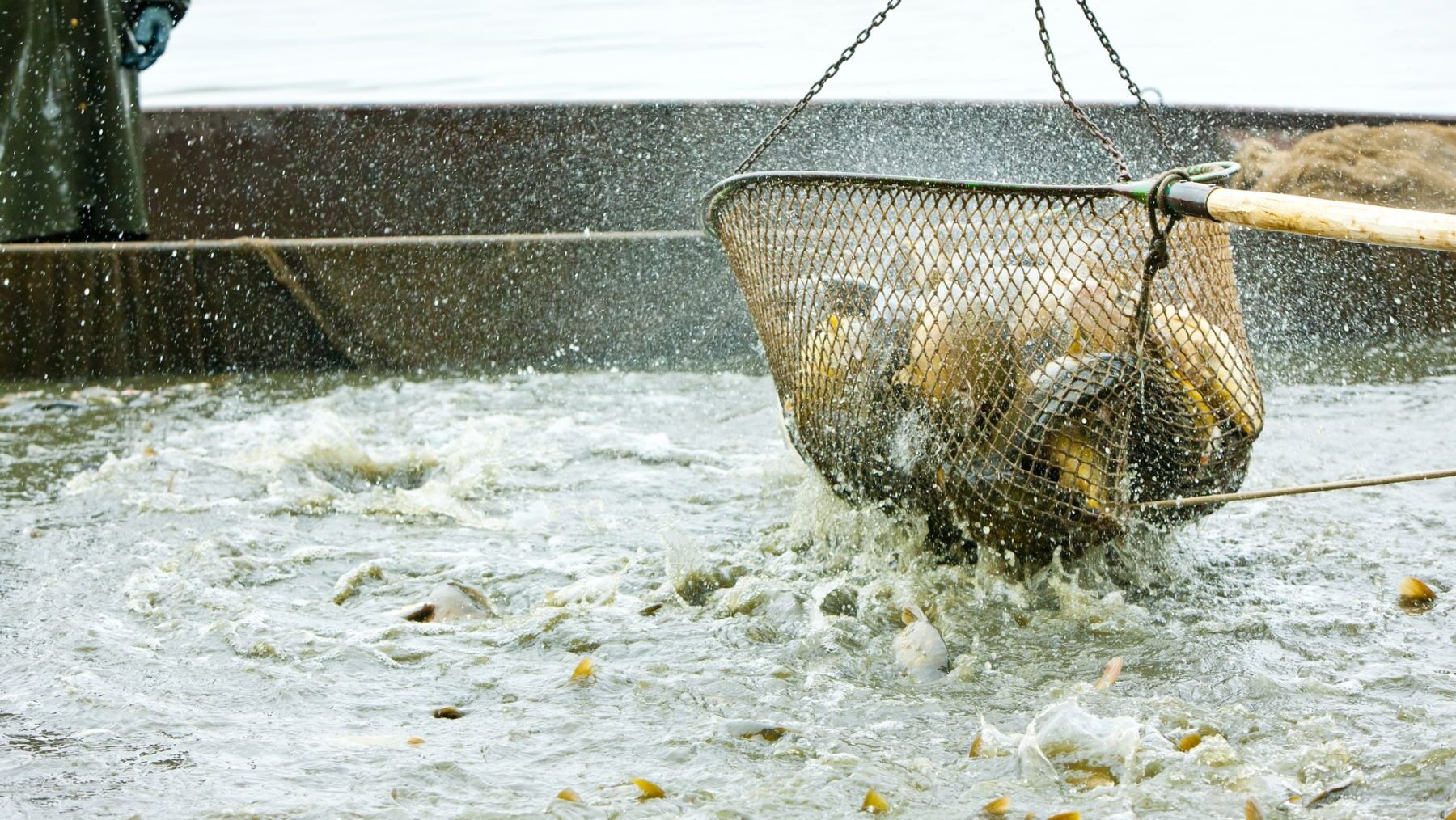 UAB aturdimiento previo sacrificio peces acuicultura