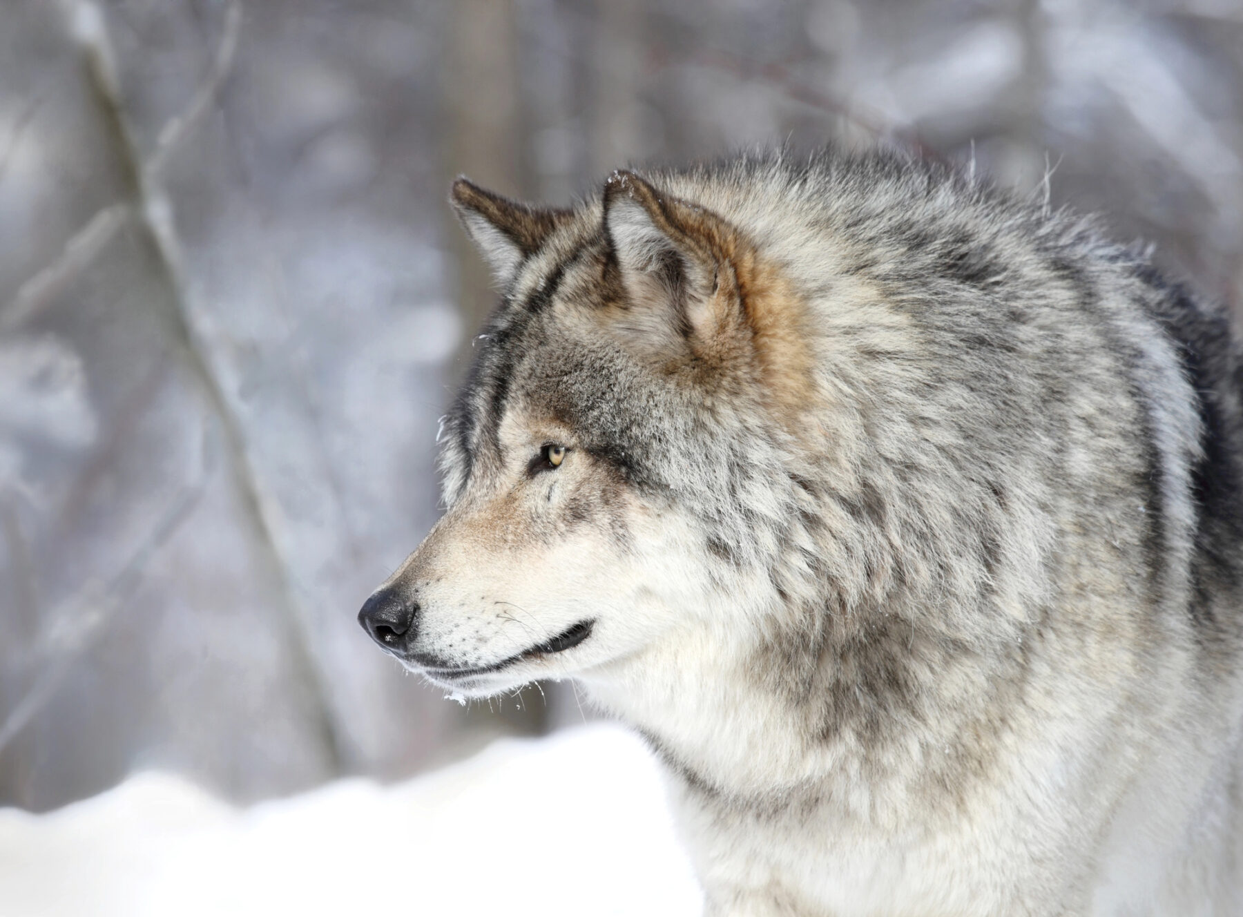 Europa protección lobo