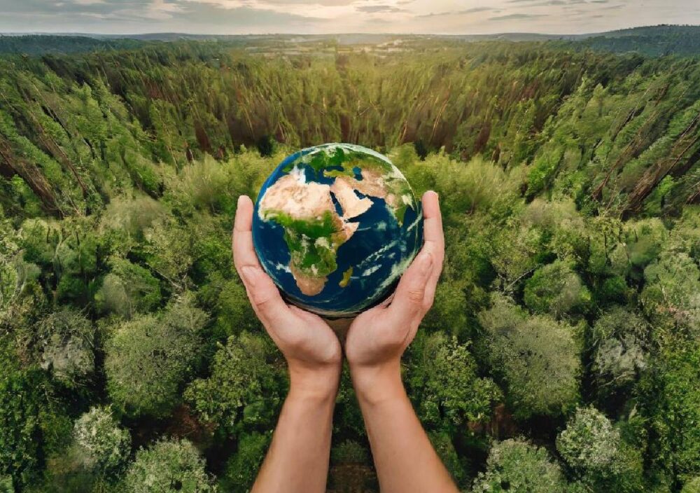 The green future of forests. The FAO 2024 report - Il Giornale dell'Ambiente