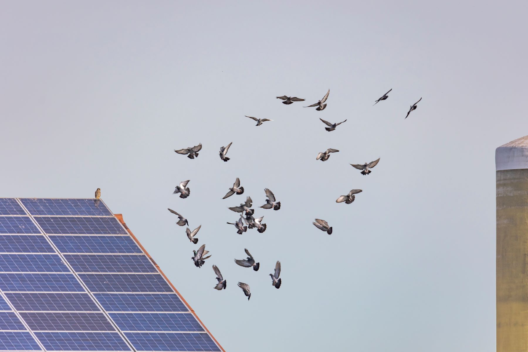 Biodiversidad parques solares