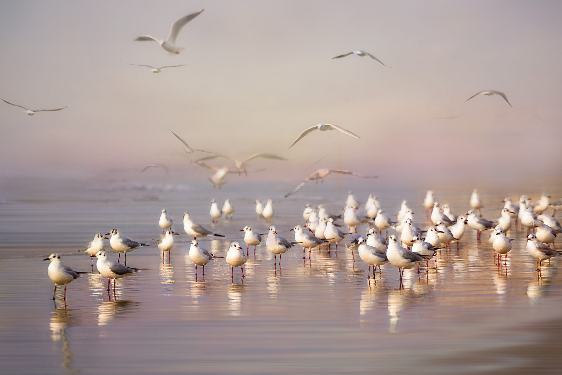 movimientos nómadas circulares aves