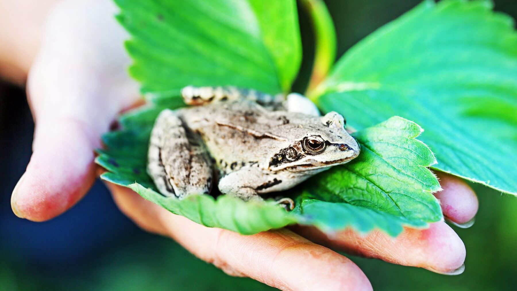 COP de la Biodiversidad