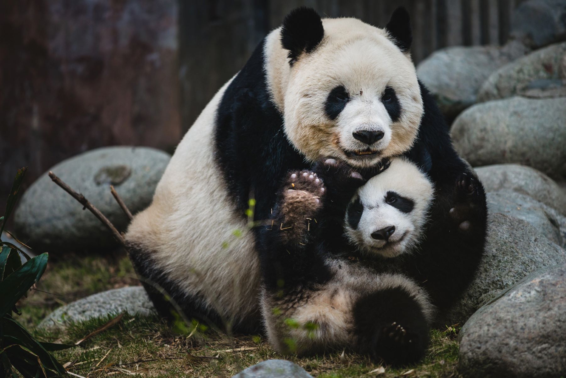 ¿Será posible la cría de embriones de pandas gigantes en laboratorios?