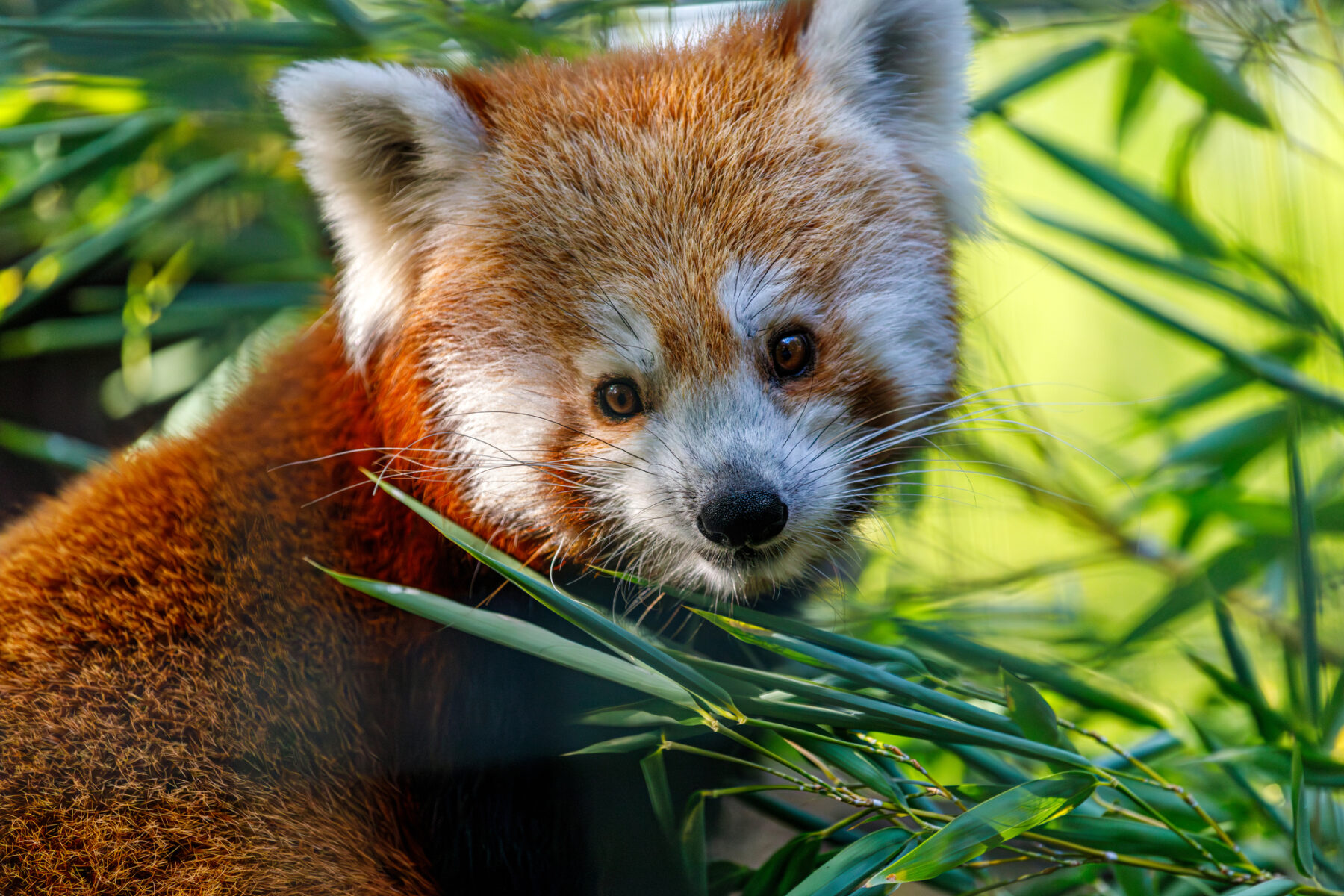 Día Mundial del Panda Rojo 2024 peligro de extinción