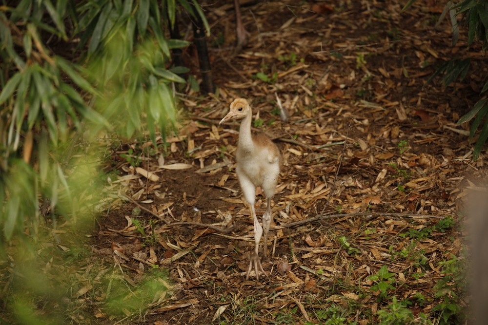 An Antigone Crane chick braves the storms and is born at Parco Natura Viva - Il Giornale dell'Ambiente