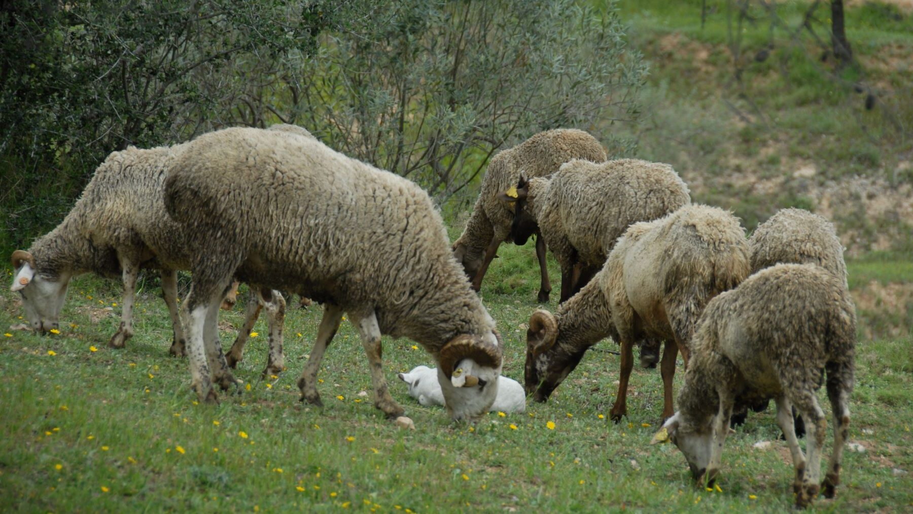 Silvopastoral ganadería montes