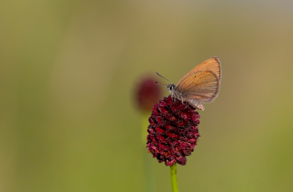 mariposa hormiguera líneas electricidad