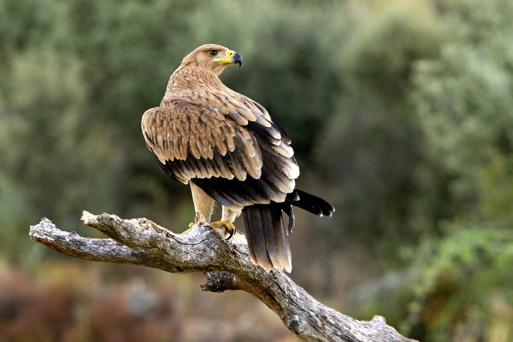 Día Aves 2024