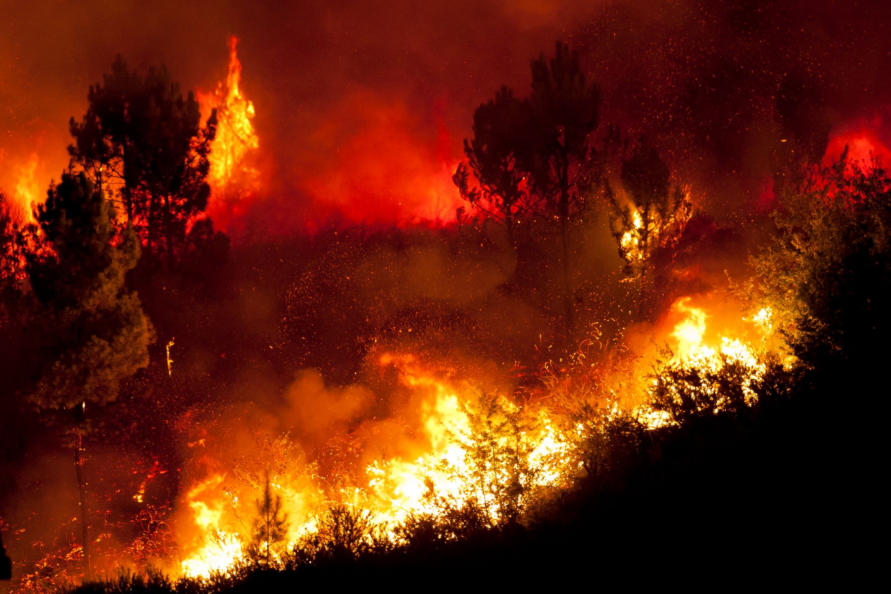 Incendios forestales Nactiva Asamblea General FIRE-RES