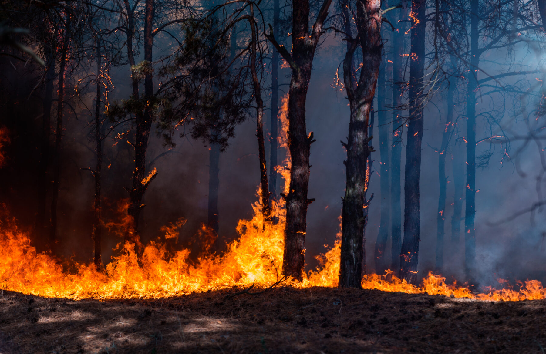 Incendios forestales 46 % menos superficie quemada