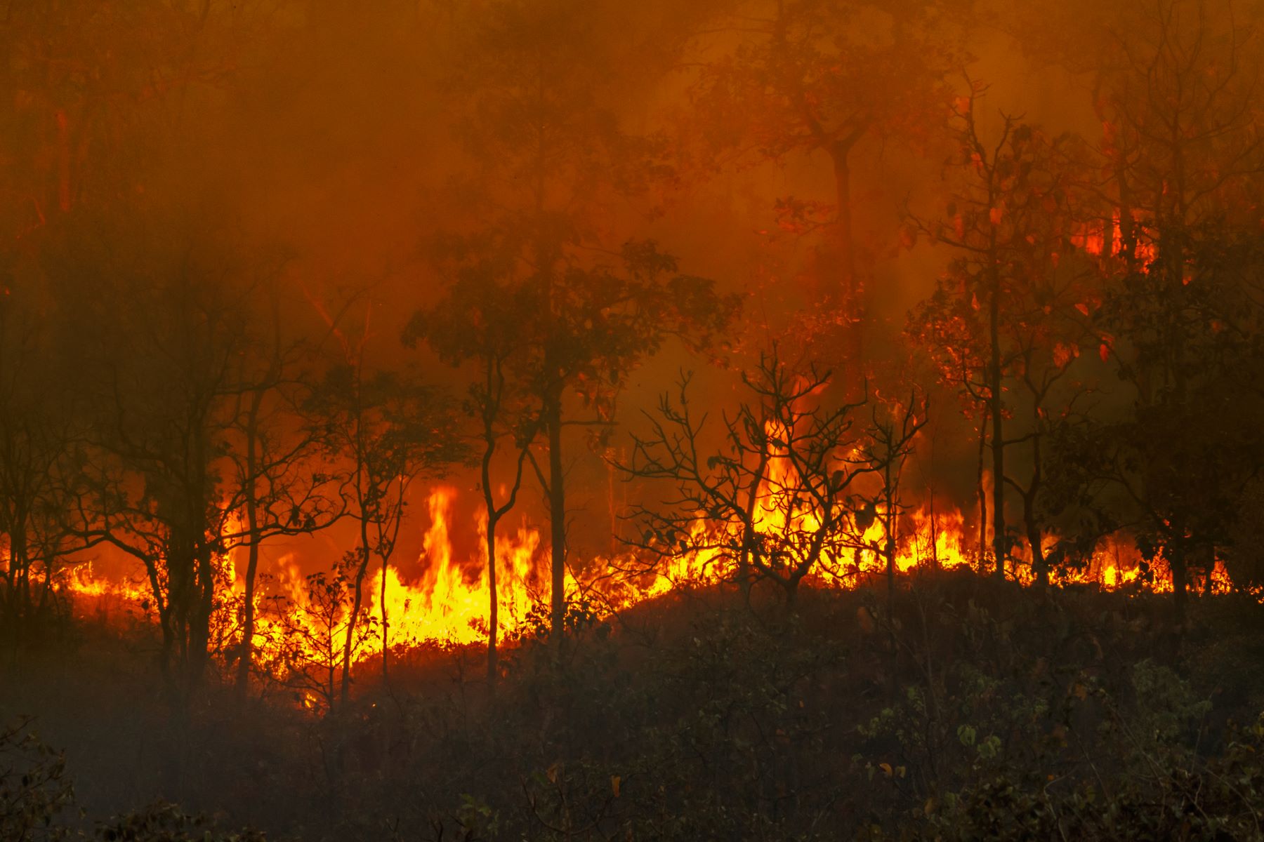 ISAPREF incendios forestales