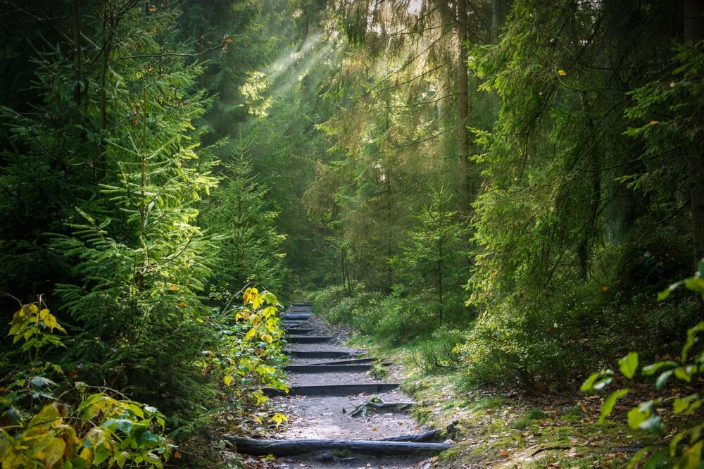 Laterlite Nature Trail, AN OASIS OF BIODIVERSITY
