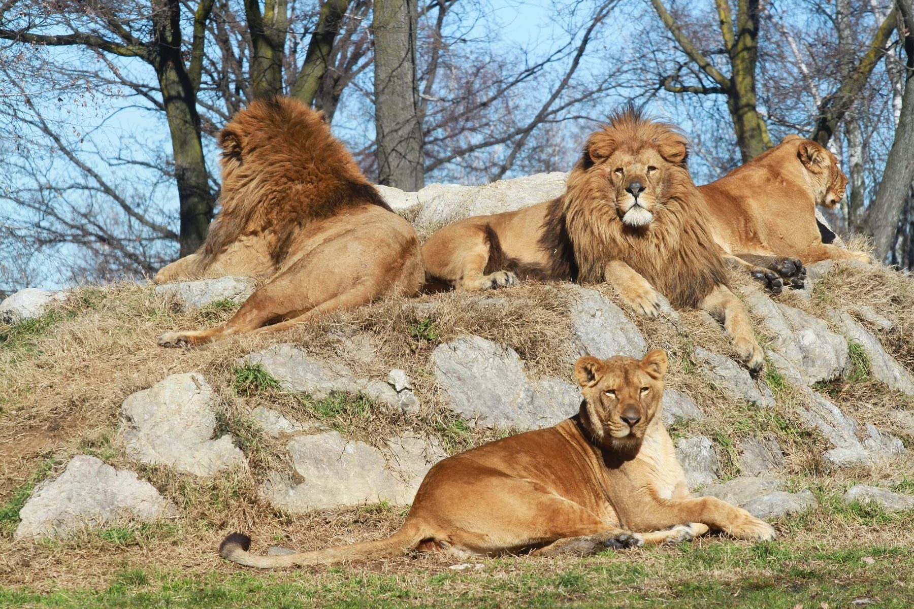 leones dieta seres humanos