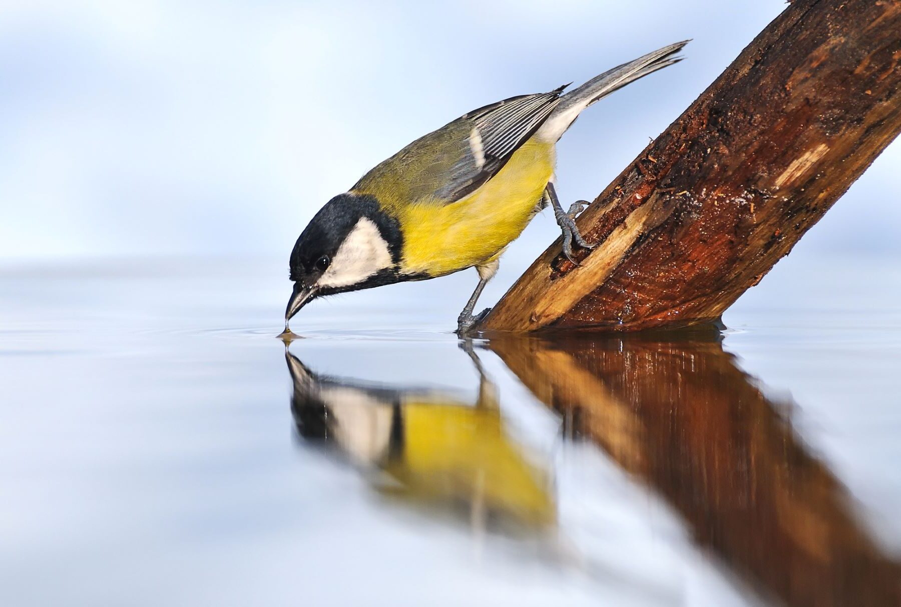 50 años biodiversidad