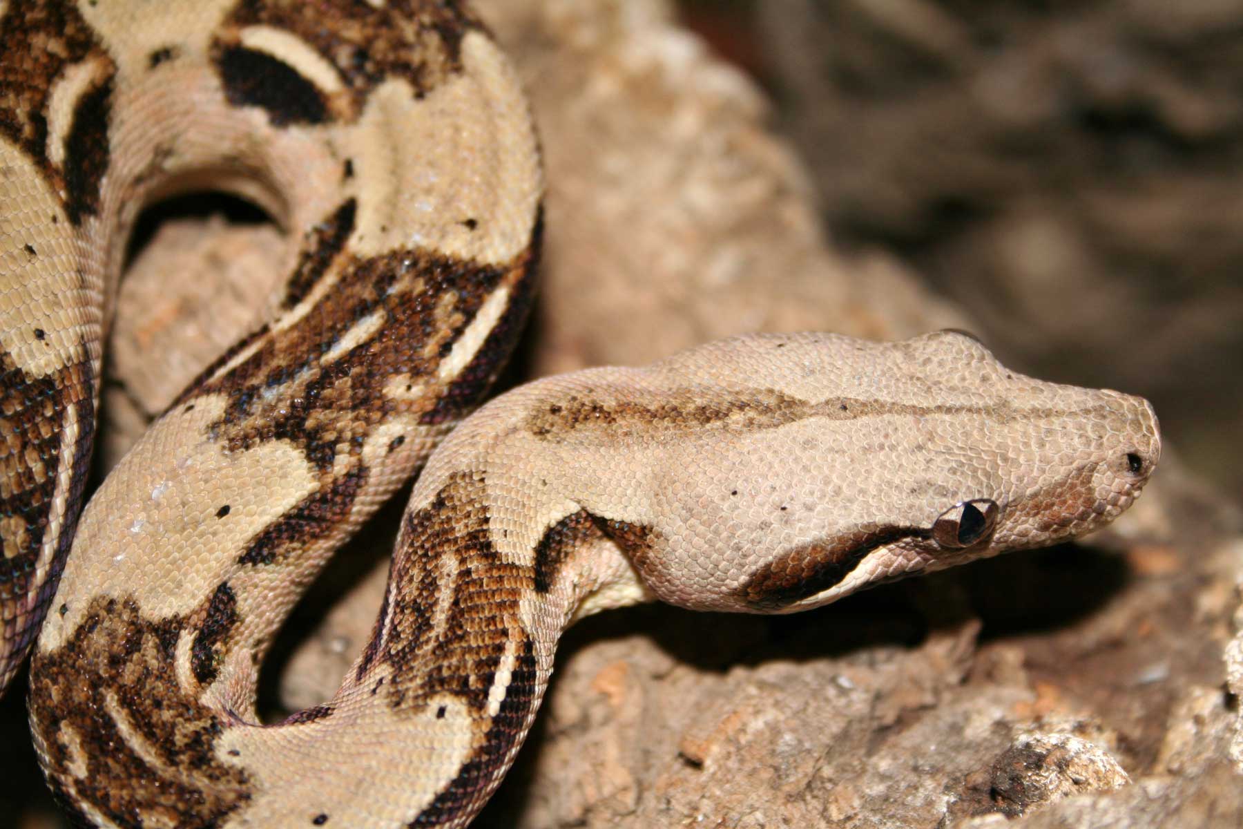 Seprona boa constrictor imperator Villalbilla