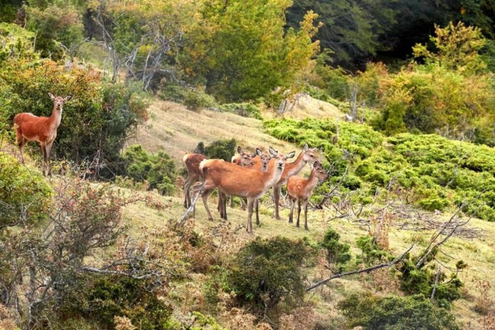 Slaughter of Abruzzo deer