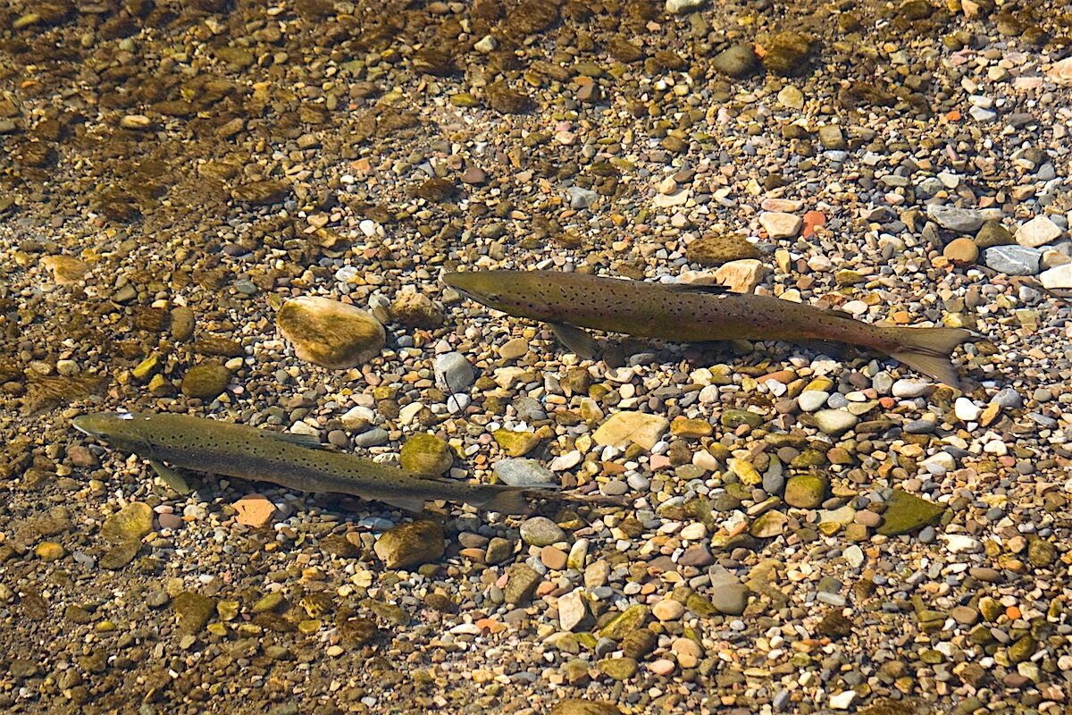 pesca ríos Asturias