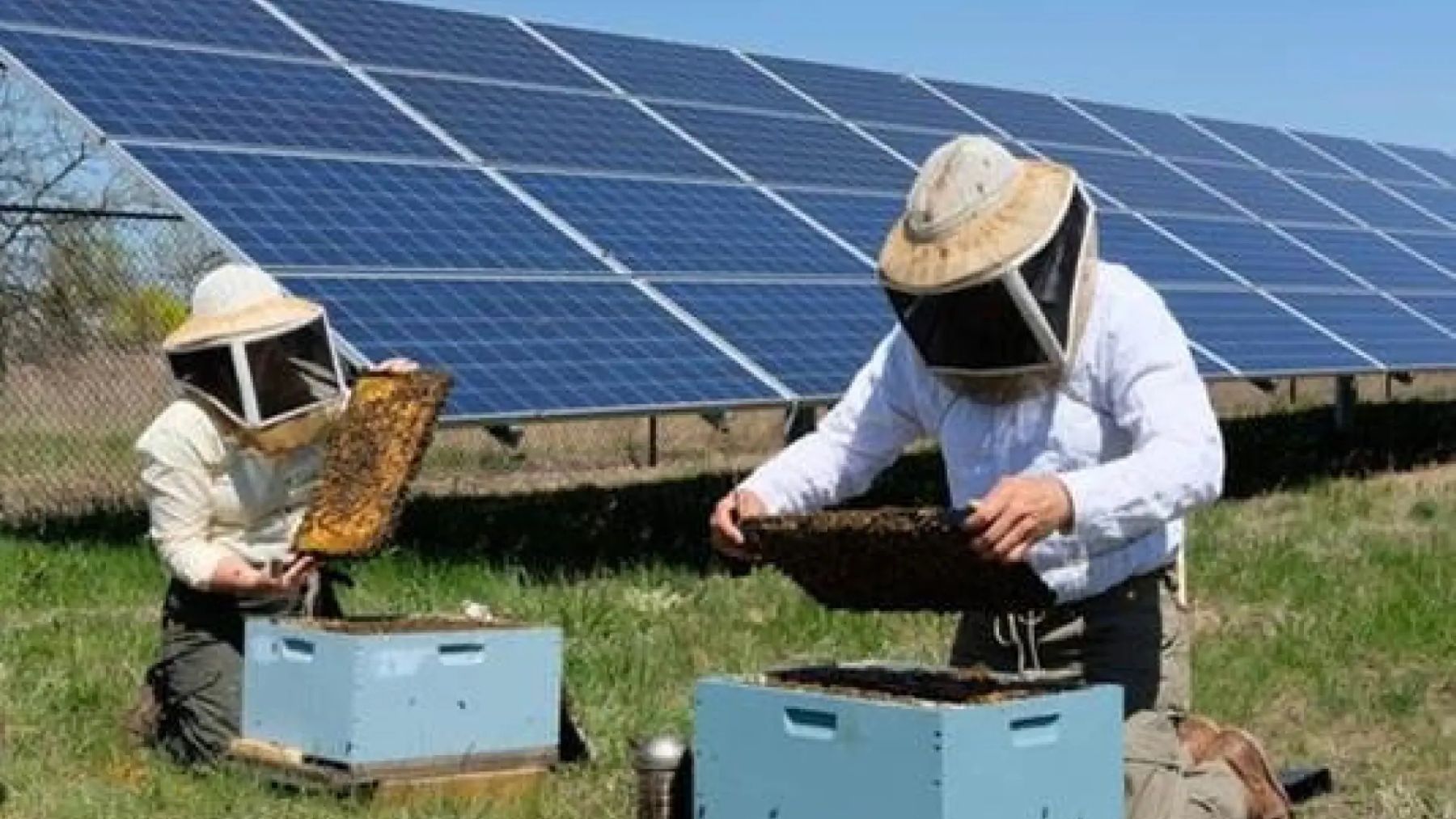 panel solar abejas