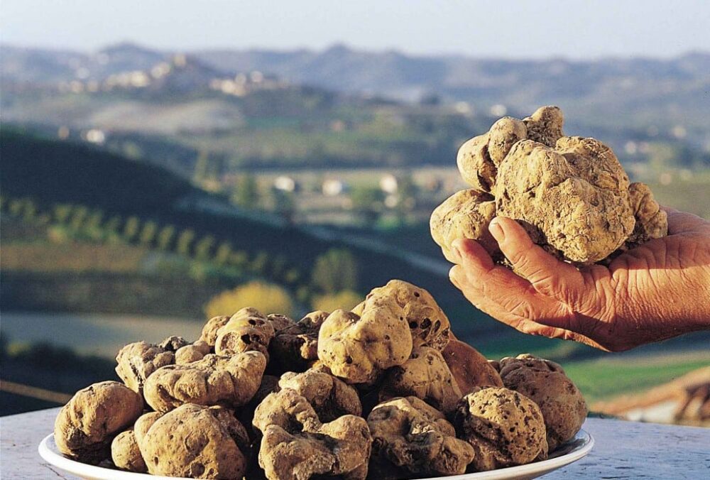 The white truffle of Alba