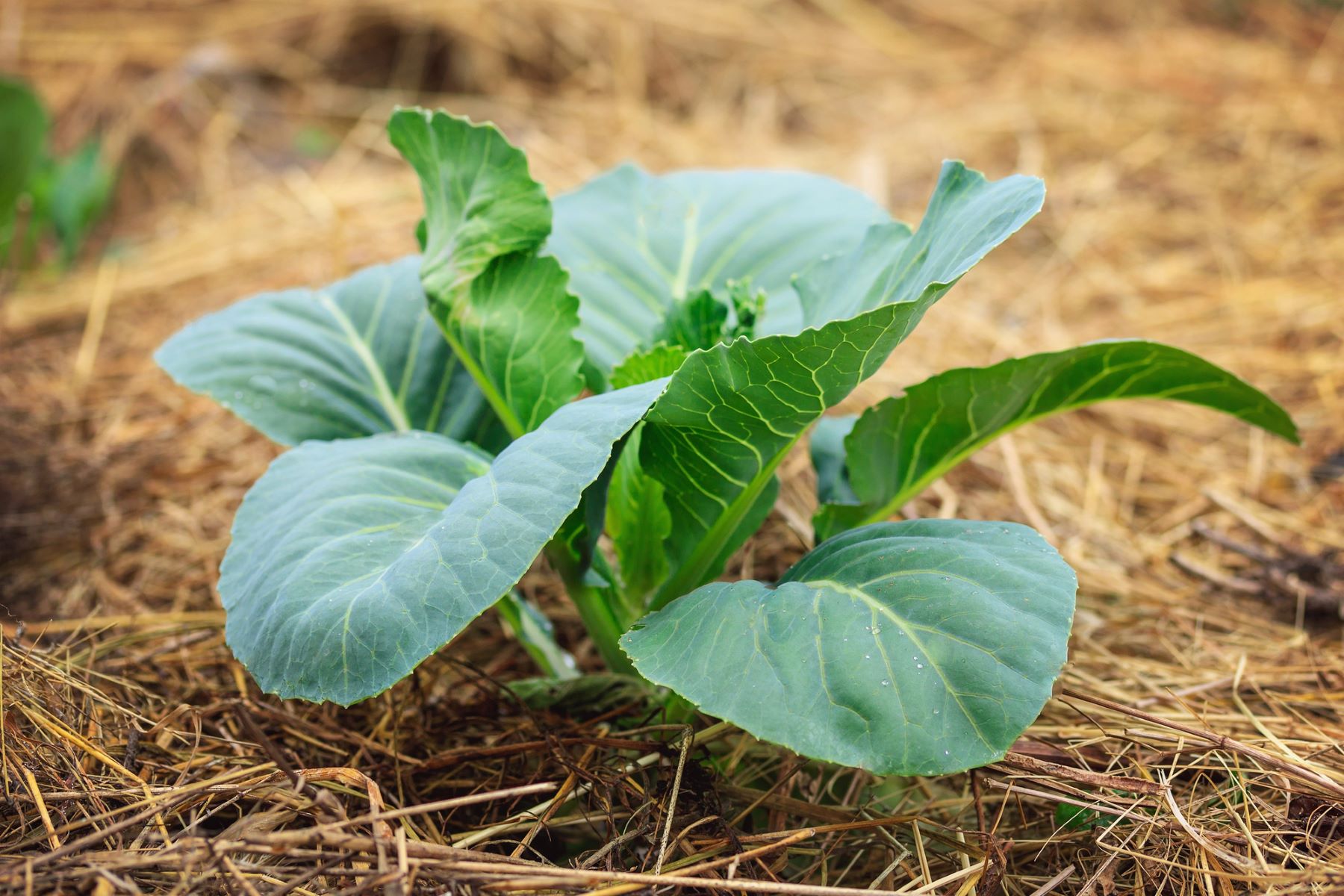 Brassica salinidad suelo