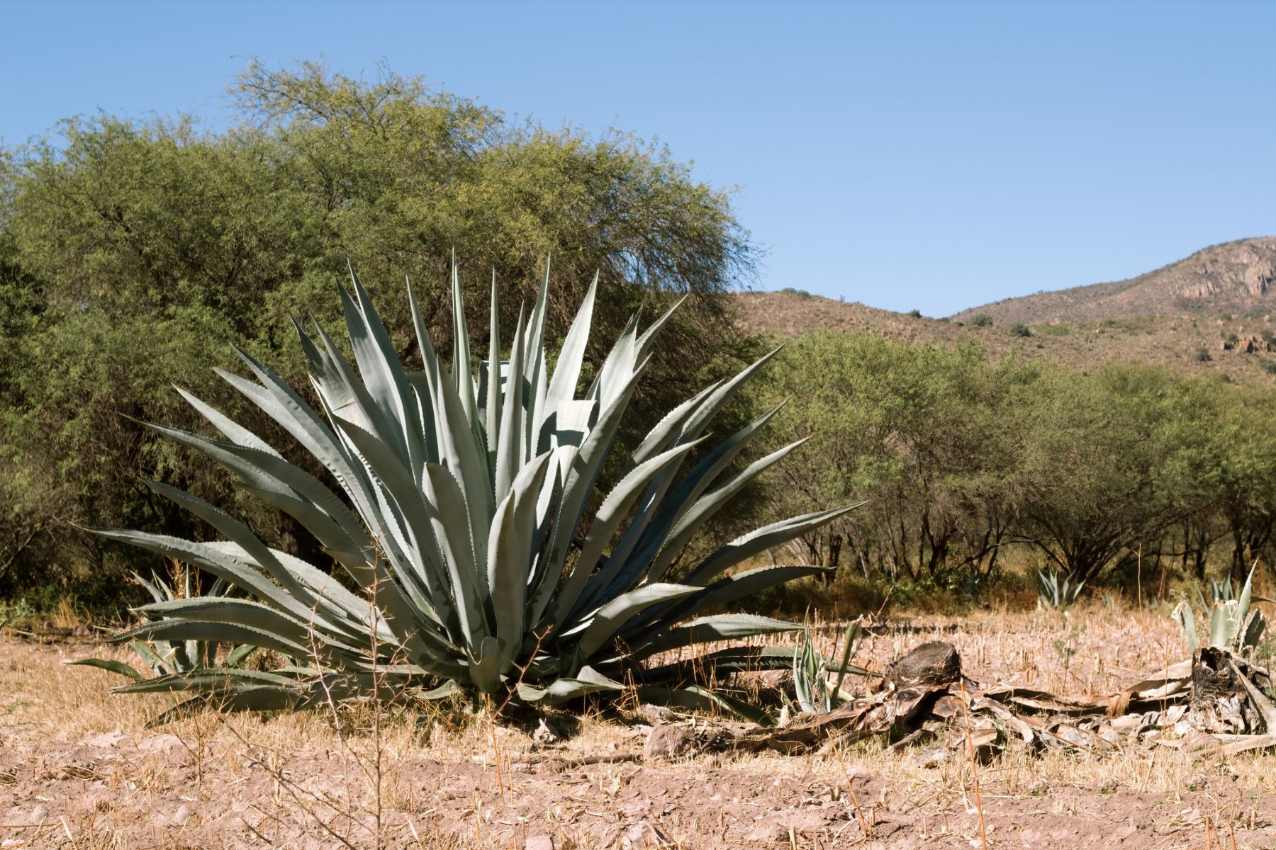 agave etanol