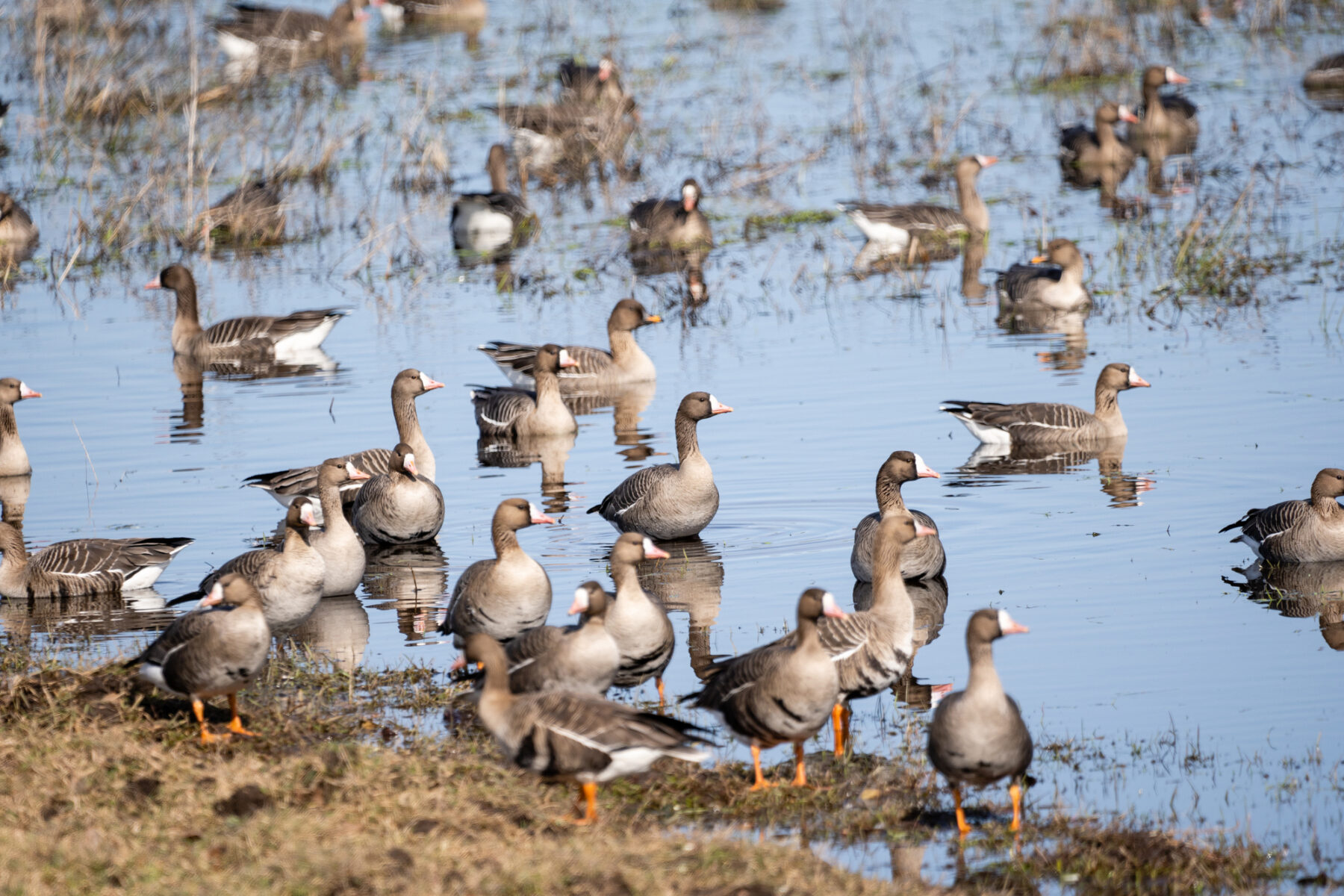 Día Mundial Aves Migratorias 2024