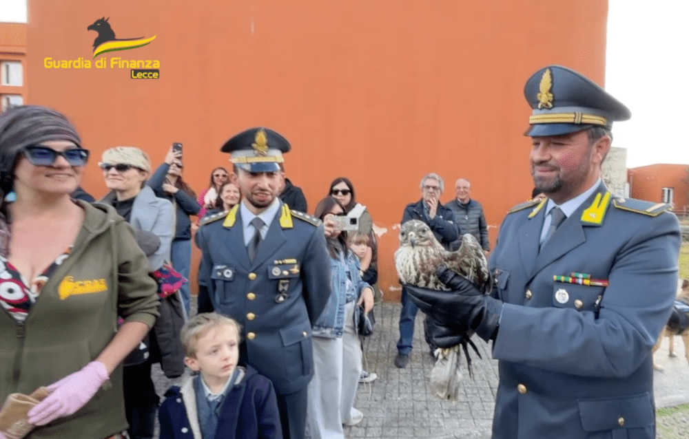 A kestrel takes flight again thanks to the Guardia di Finanza