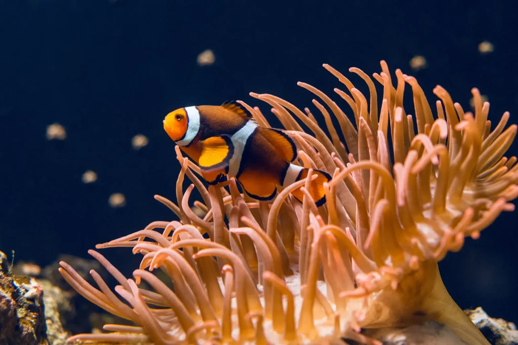 Coral colapso