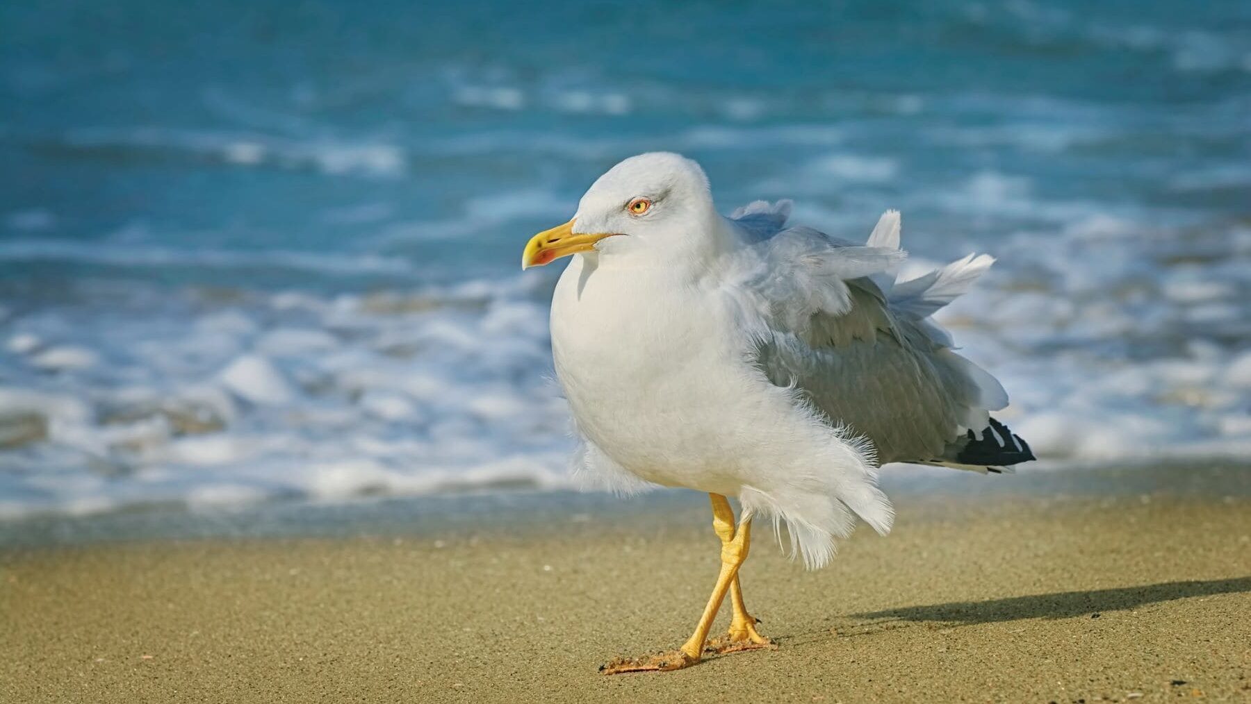 Galicia gripe aviar aves silvestres