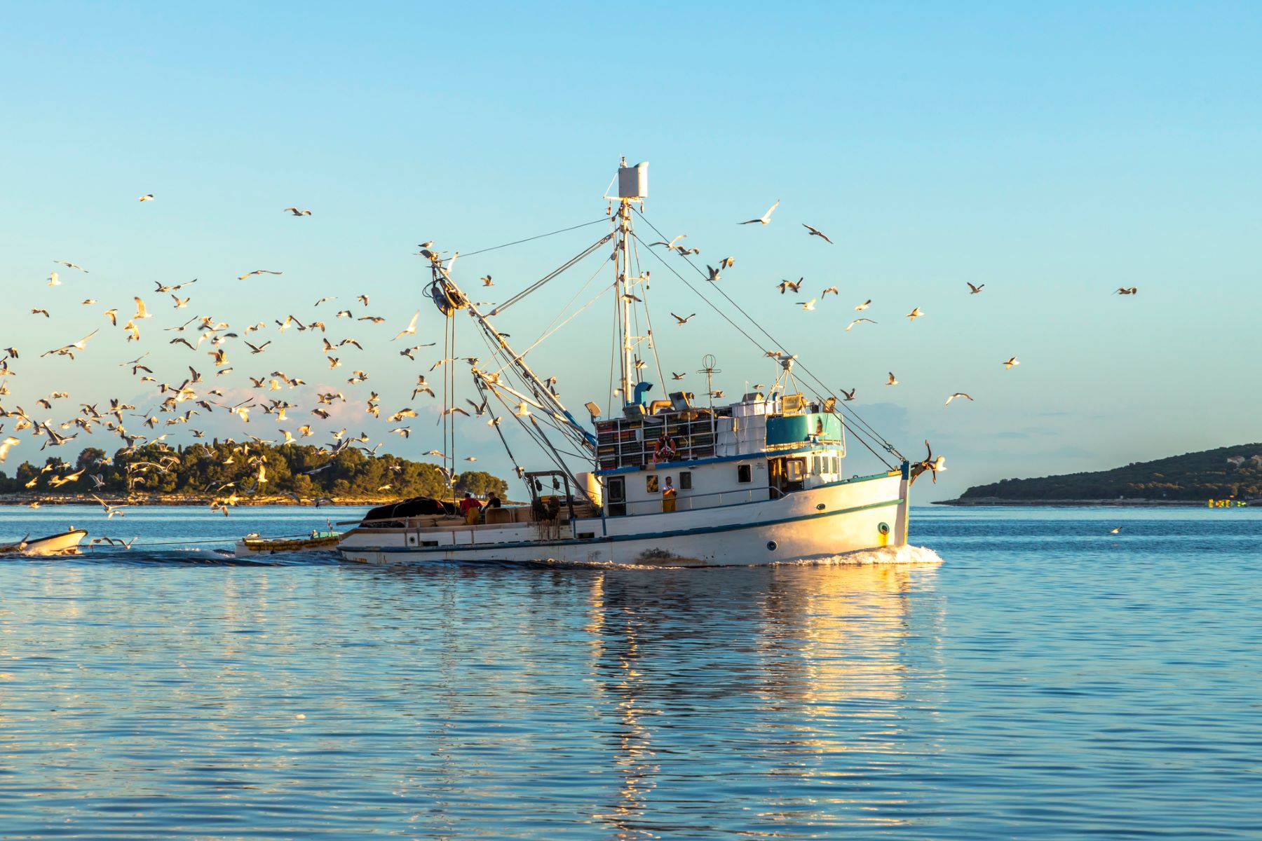 captura accidental aves marinas