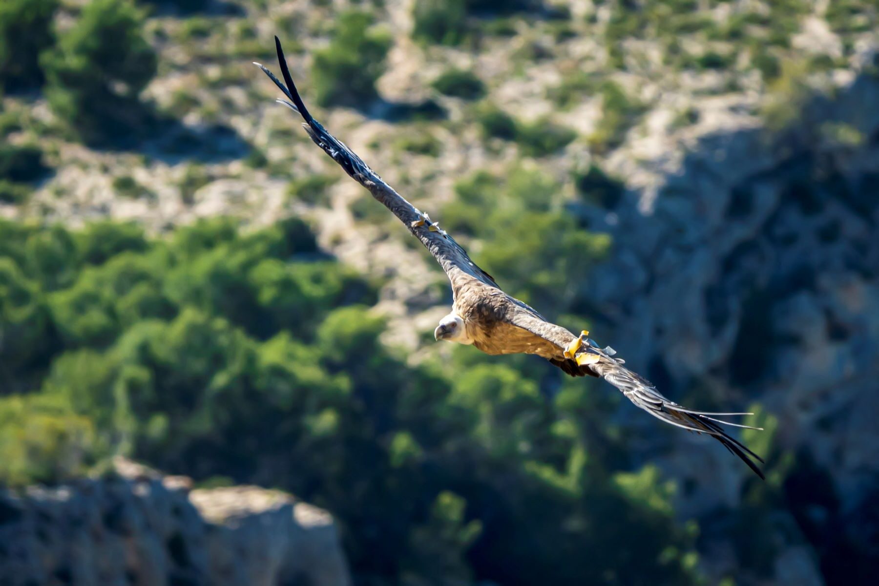 Premio Fondena Naturaleza candidaturas