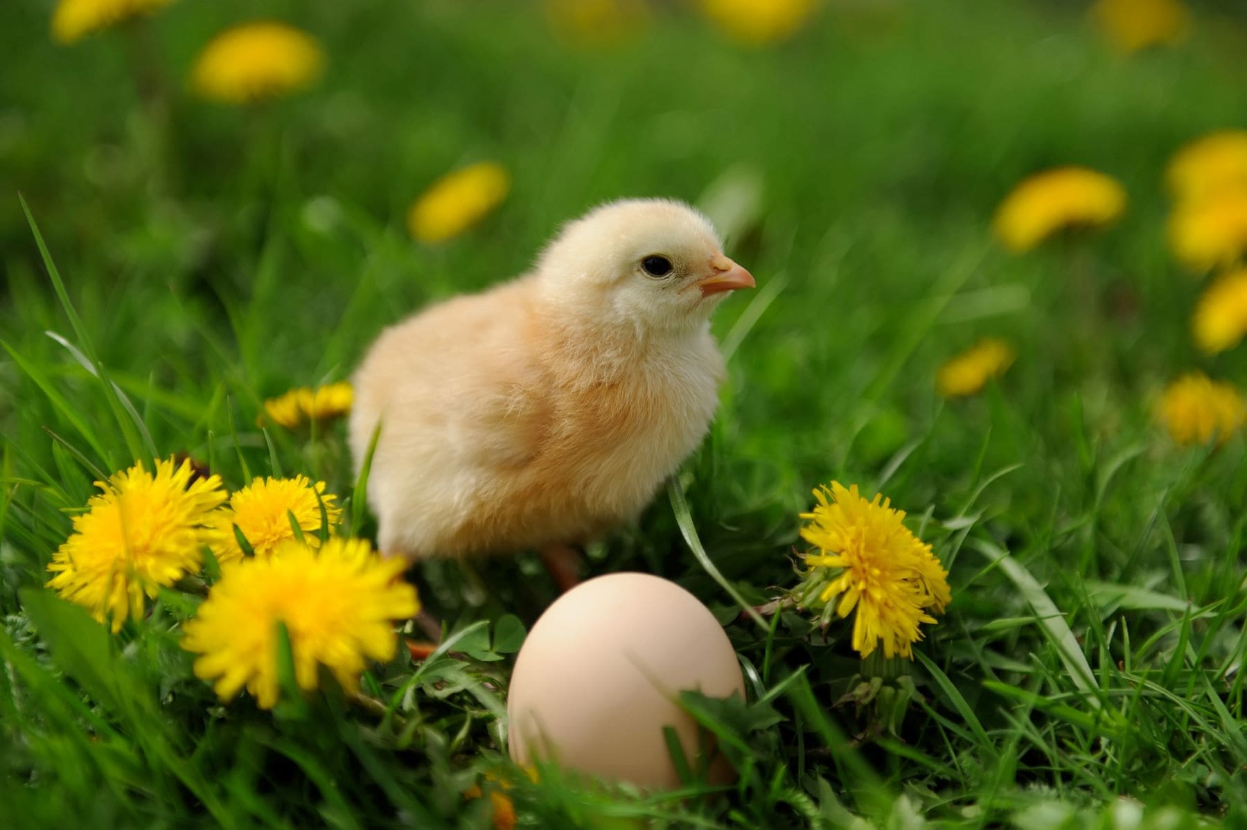 Castilla-La Mancha huevos jaulas ecológico camperas