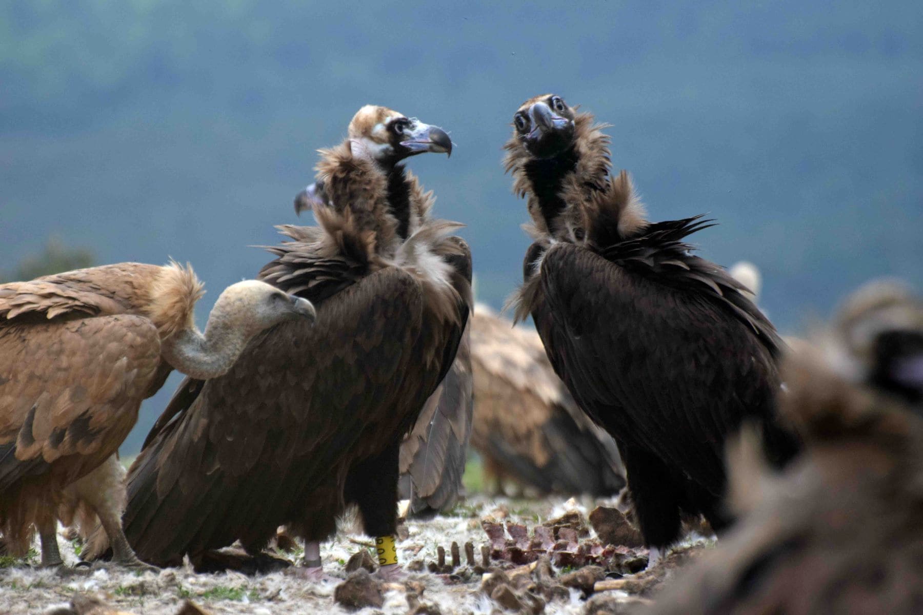 Parque Natural Els Ports buitres negros