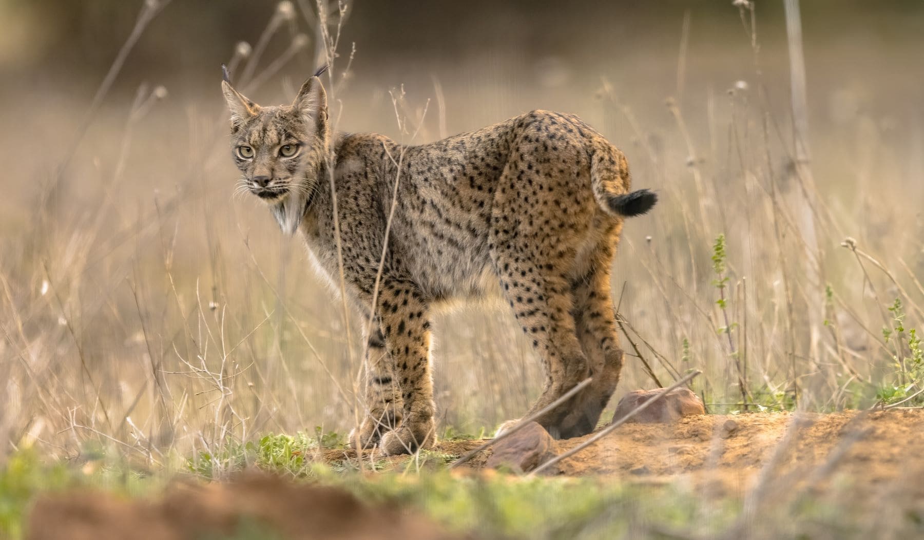 Fundación Endesa biodiversidad Parques Nacionales