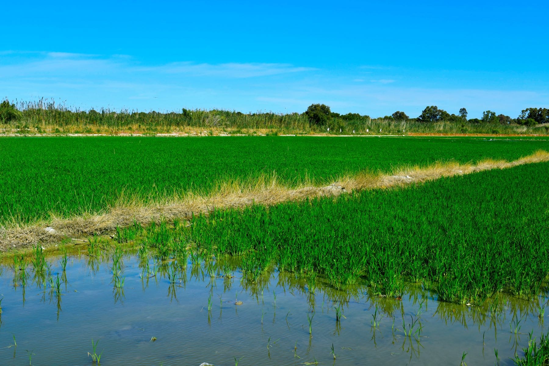 HortiGO2 Global Omnium arrozales Albufera Valencia