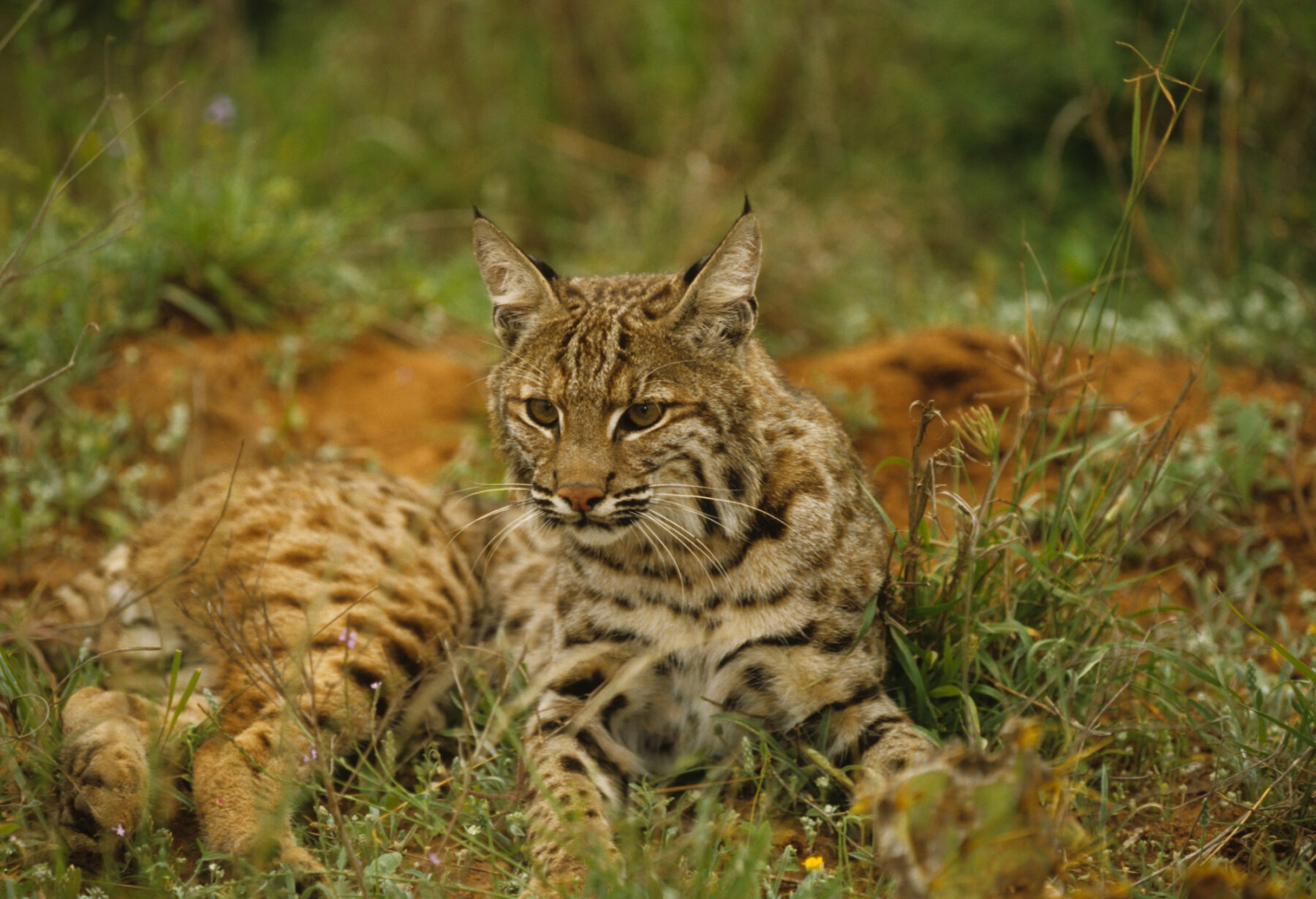 Día Internacional Lince Ibérico 2024