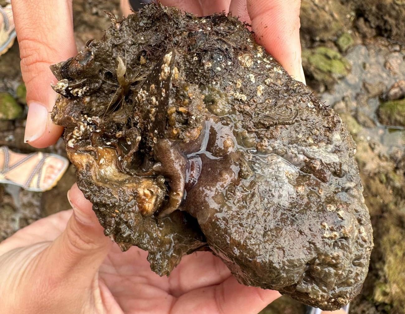 Planaria mejillones ostras