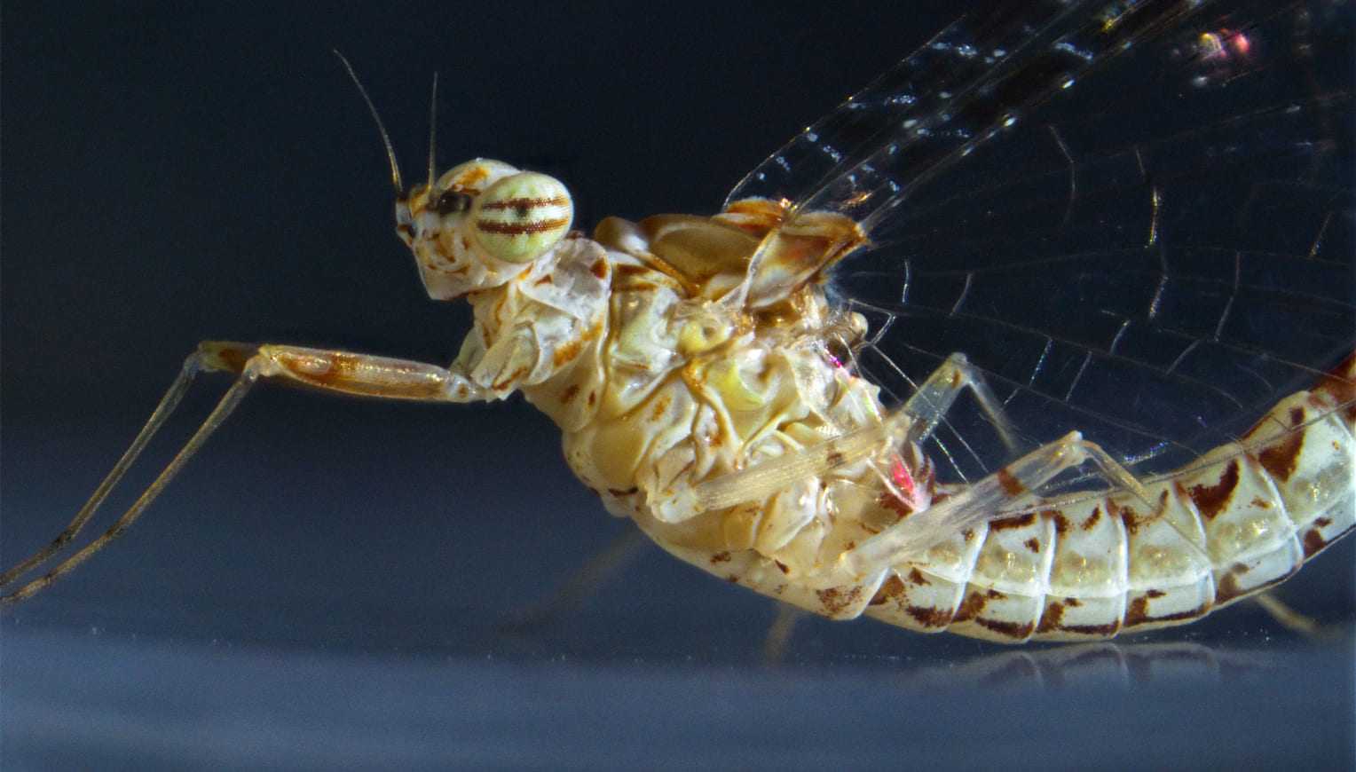 regeneración tejidos insectos