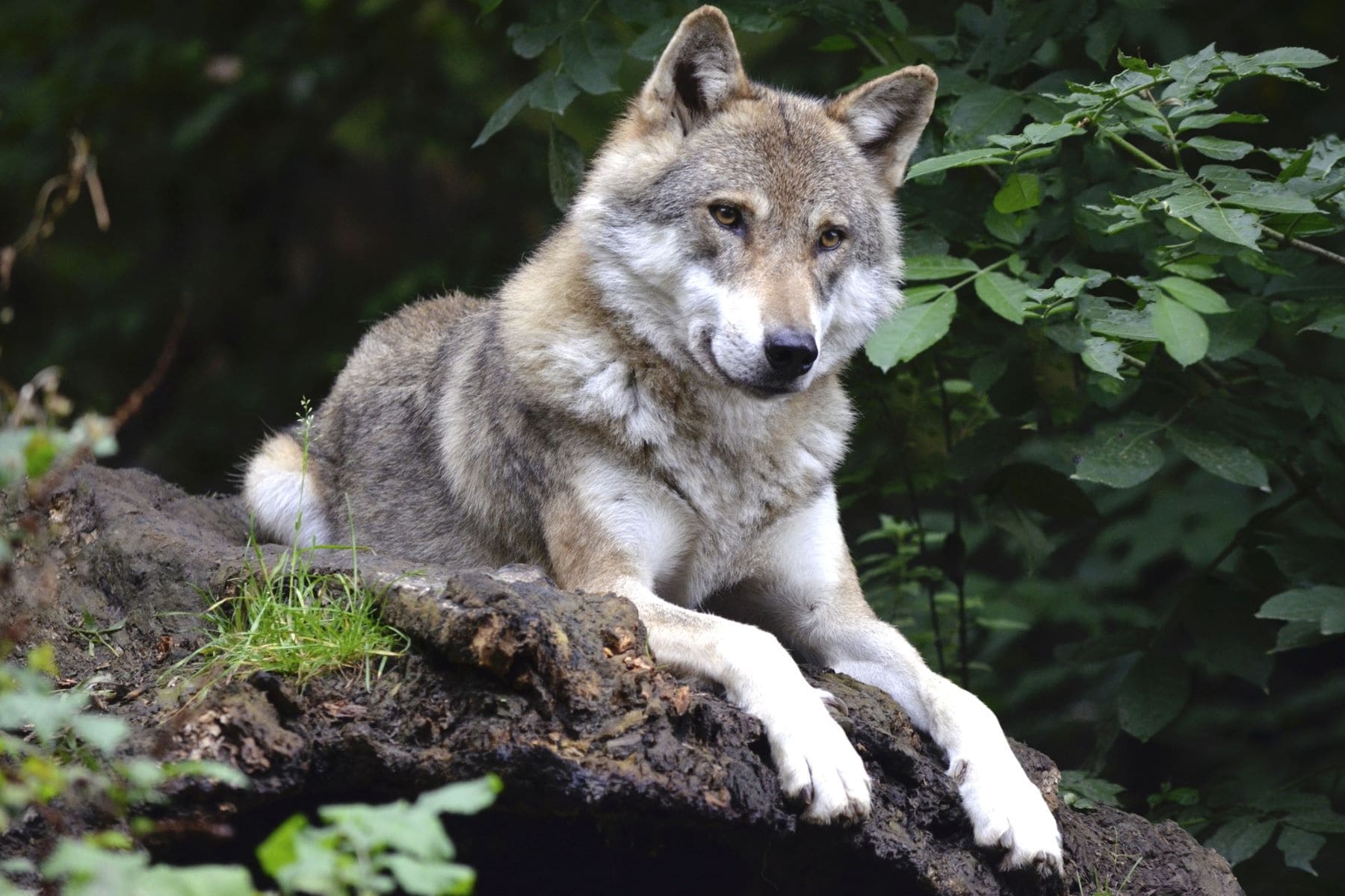 lobos colgados Senda Arcediano Ponga