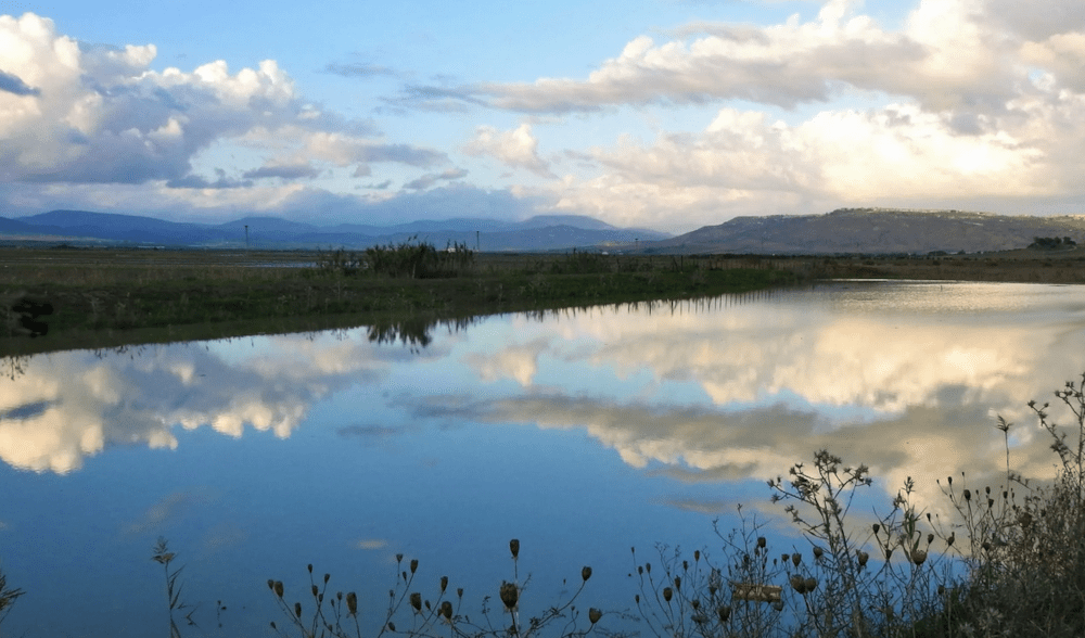 A rare freshwater algae discovered in Sicily - Il Giornale dell'Ambiente