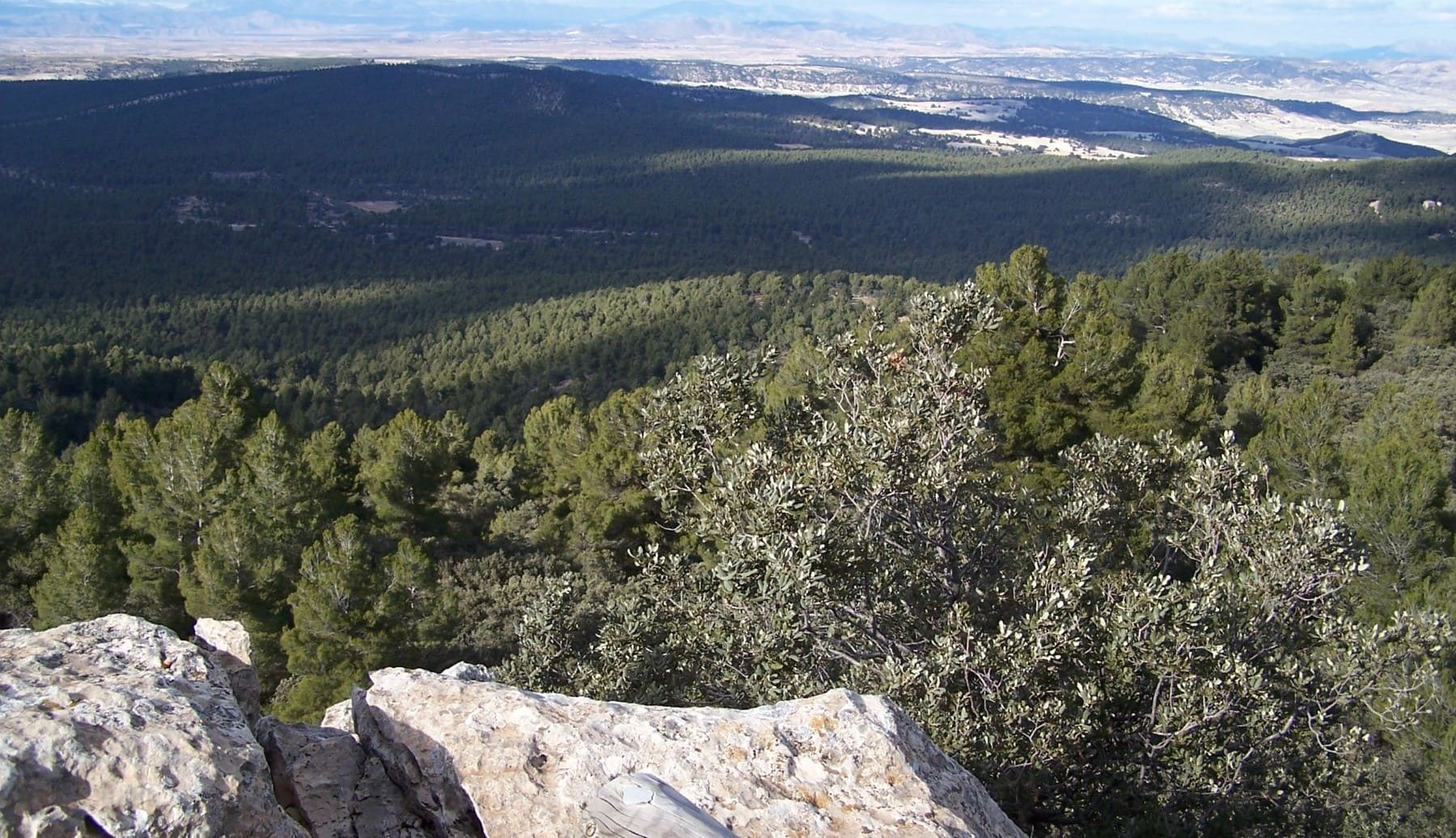 Andalucía montes selvicultura ciudadanos