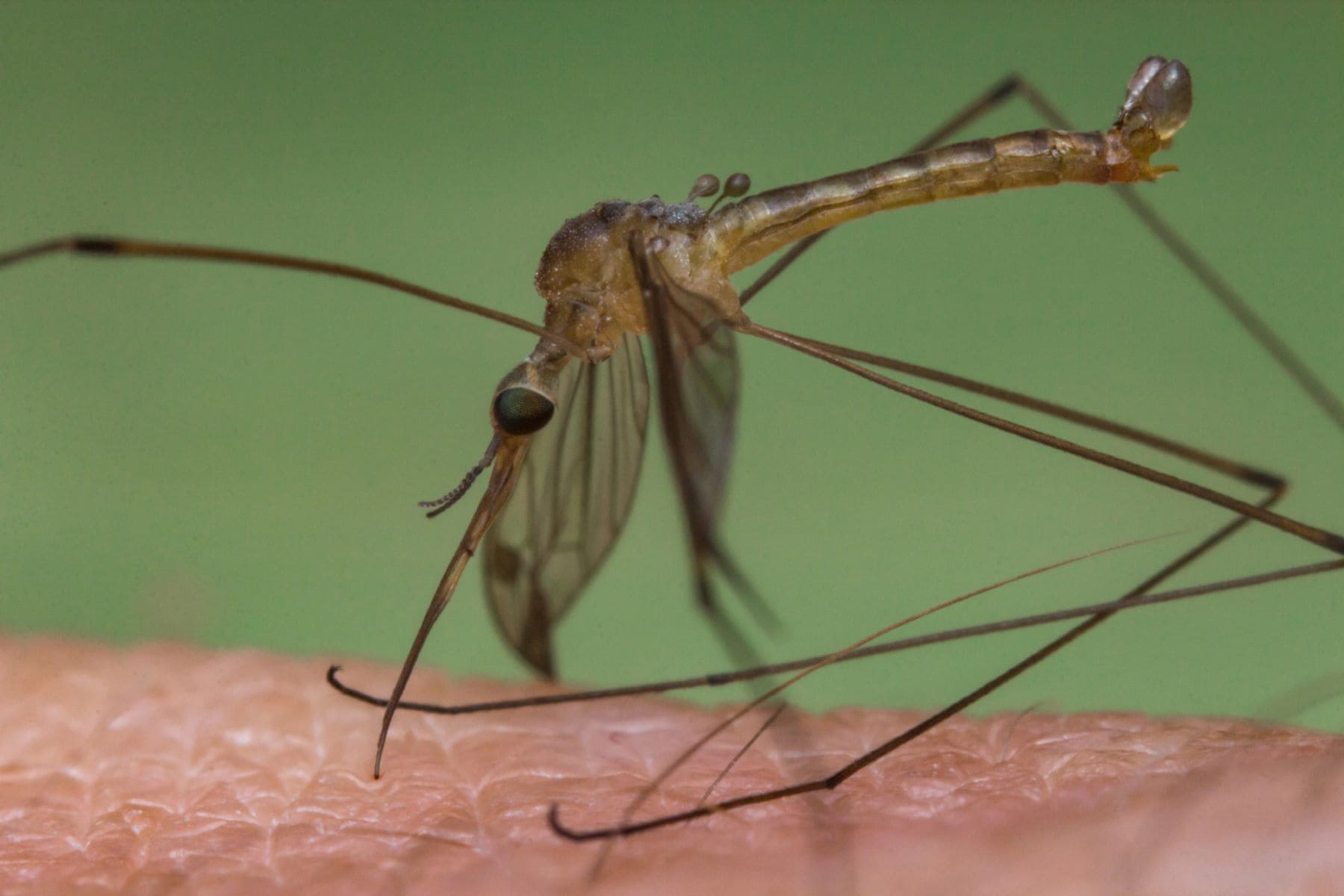 Zoonosis Caizem enfermedades Fiebre Nilo viruela mono