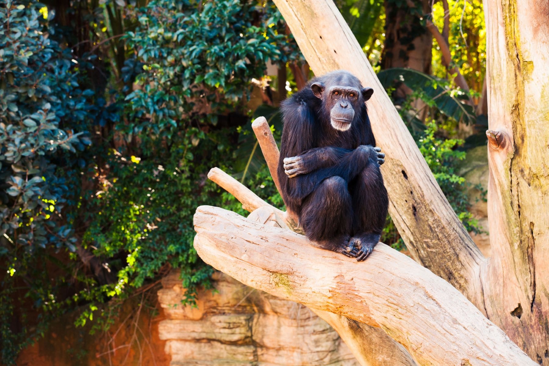 chimpancés micción contagiosa
