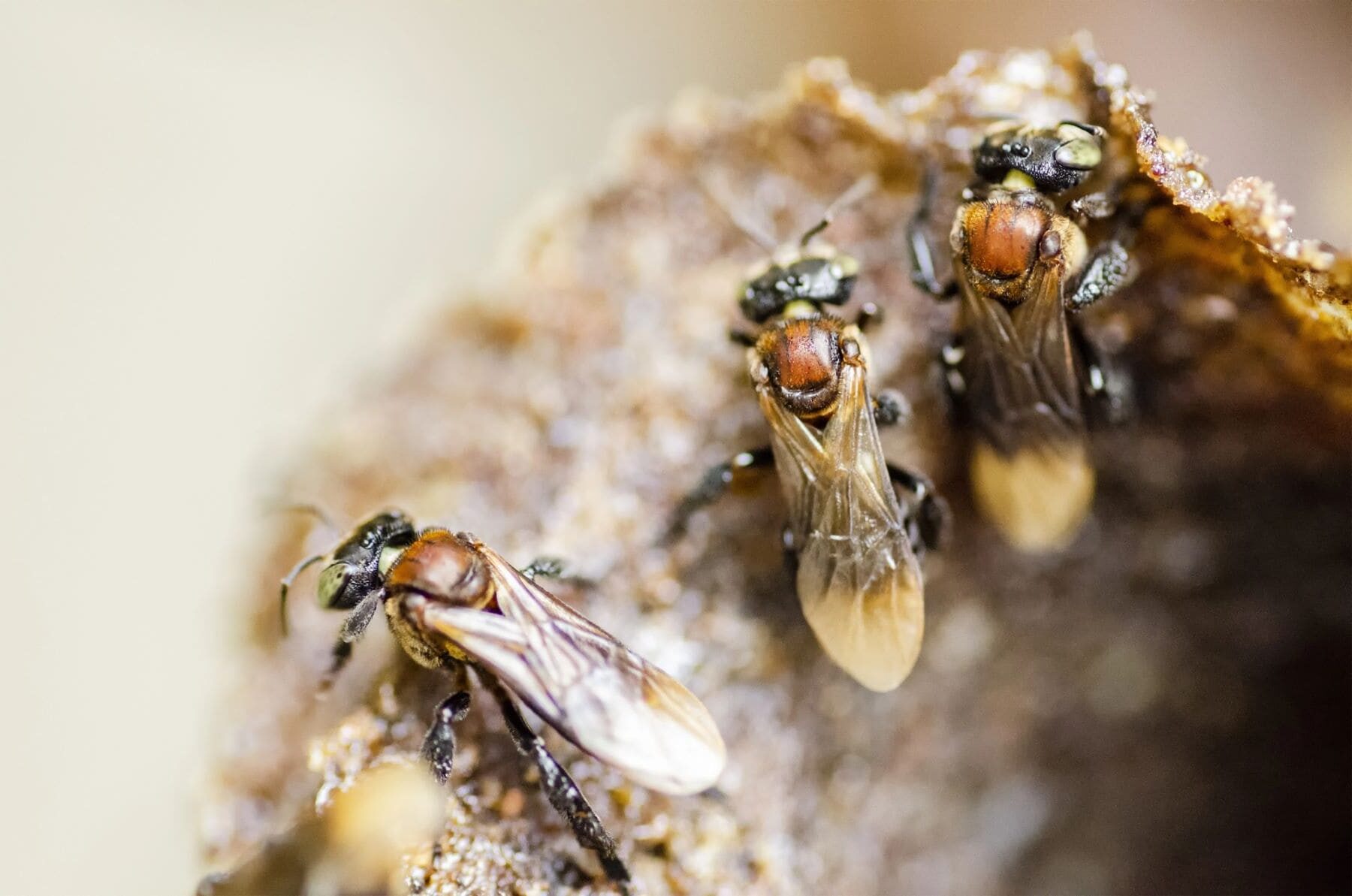 pesticidas abejas aguijón