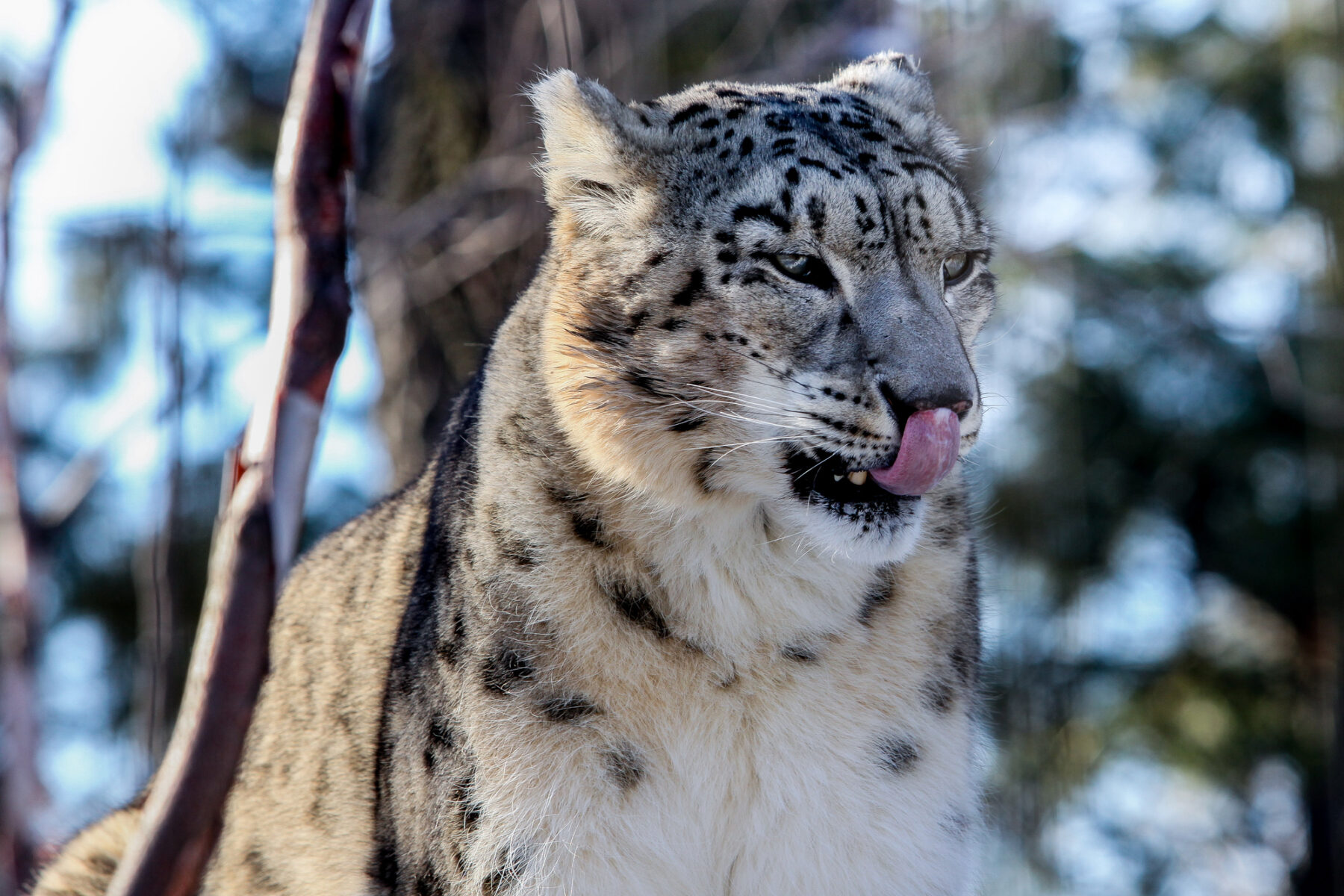 Edades hielo leopardos nieves Asia Europa