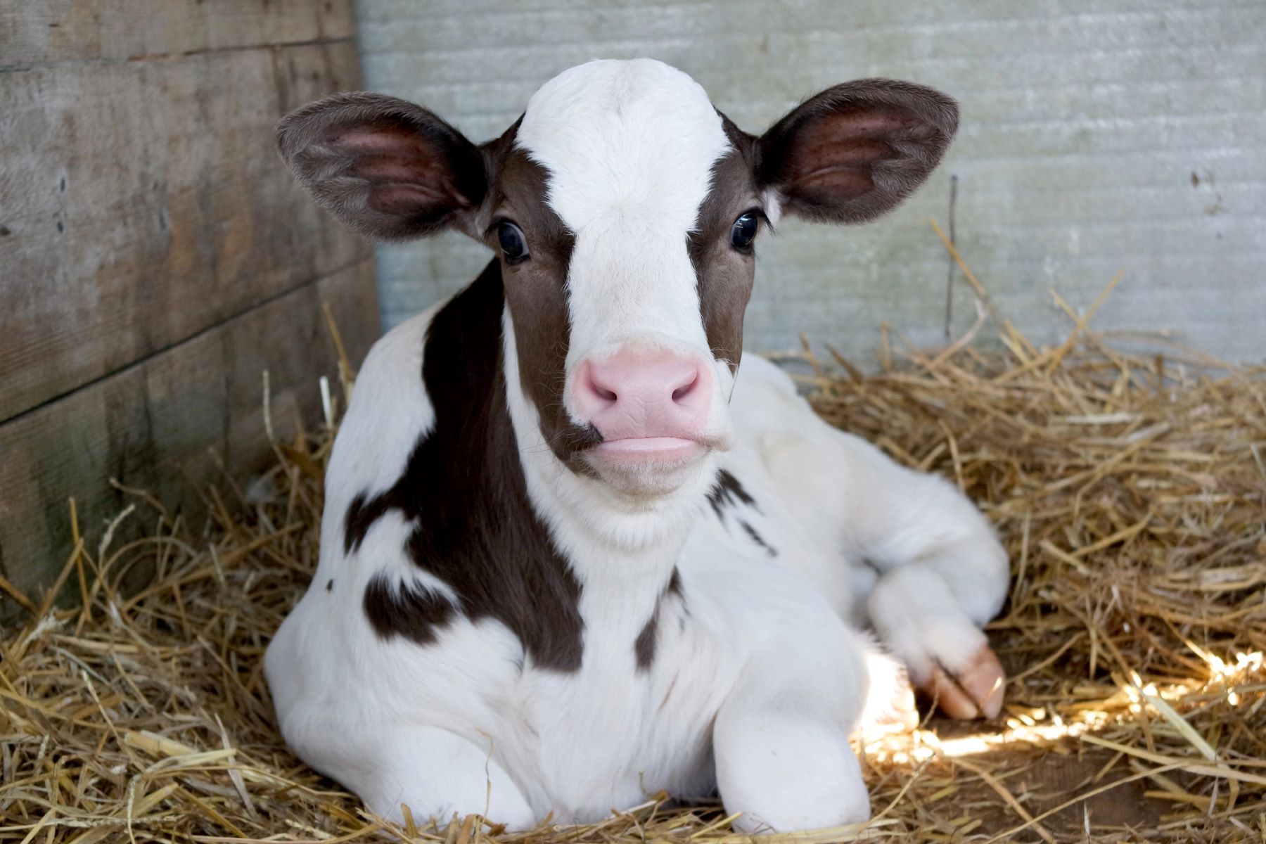 mejorar legislación bienestar animal Europa