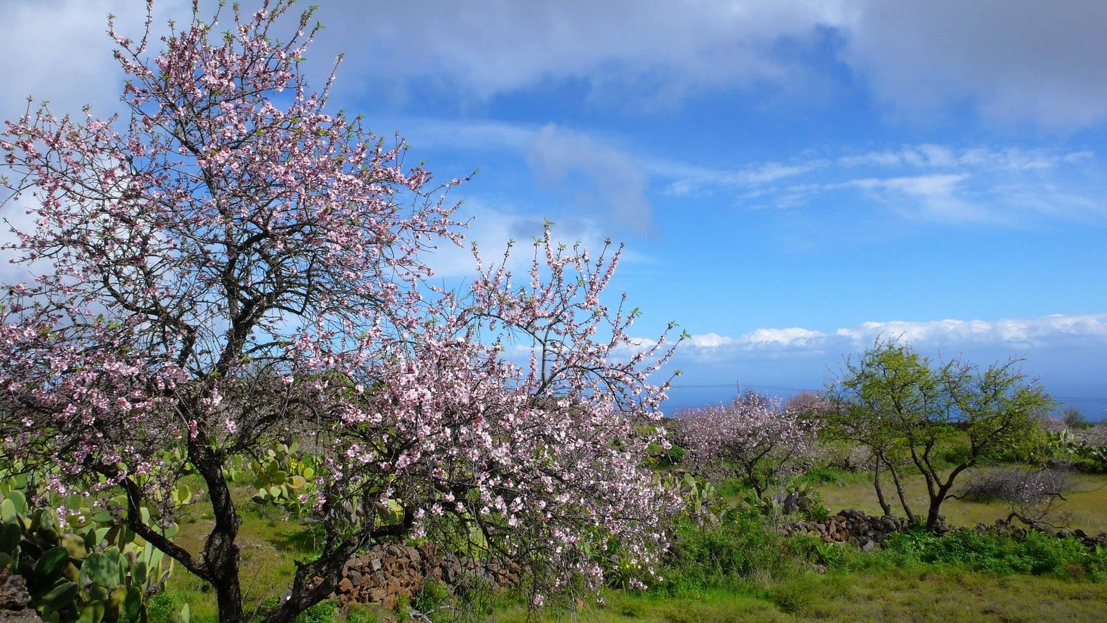 Canarias higuera almendro El Hierro