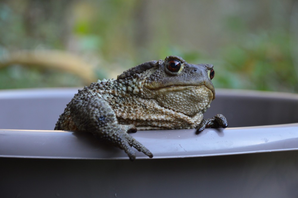 The common toad, essential for Italian biodiversity