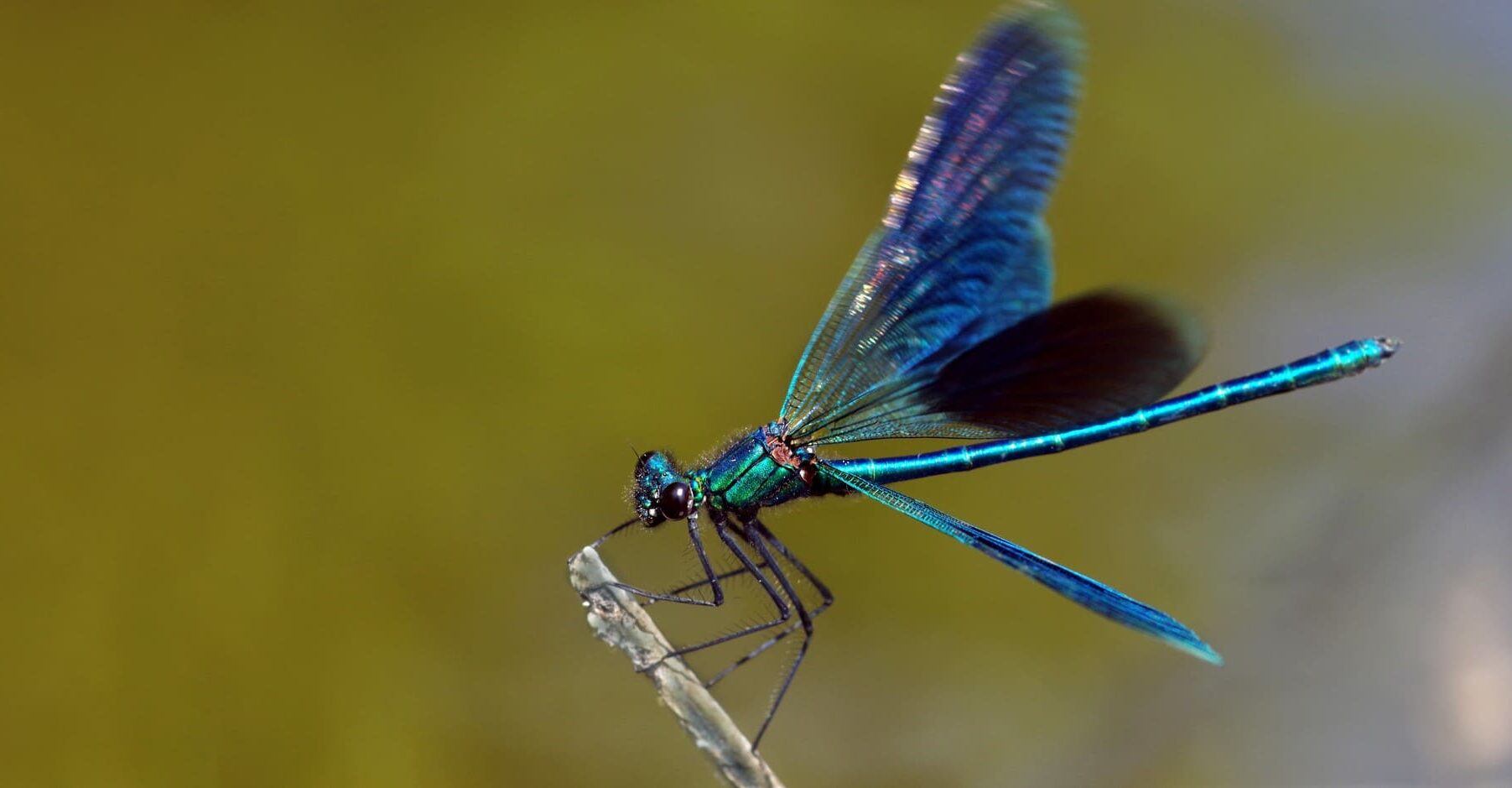 extinción fauna agua dulce España Europa