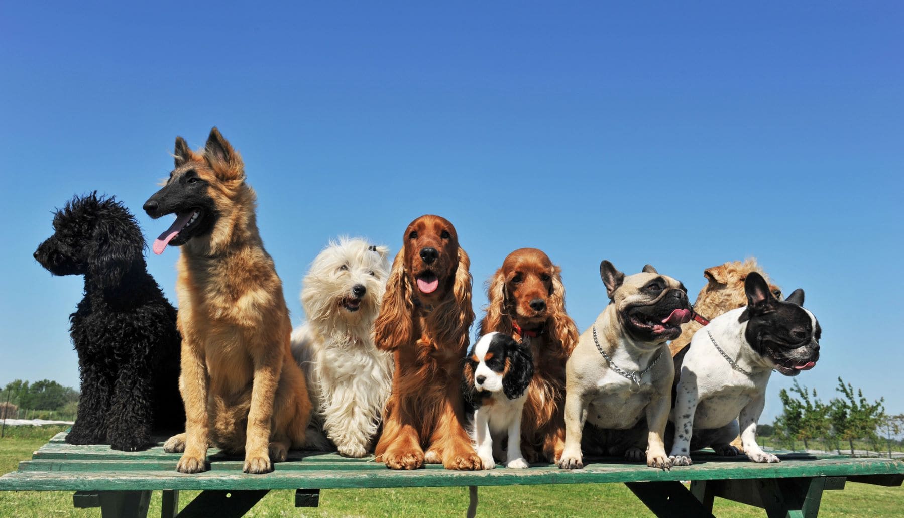 perros cráneos